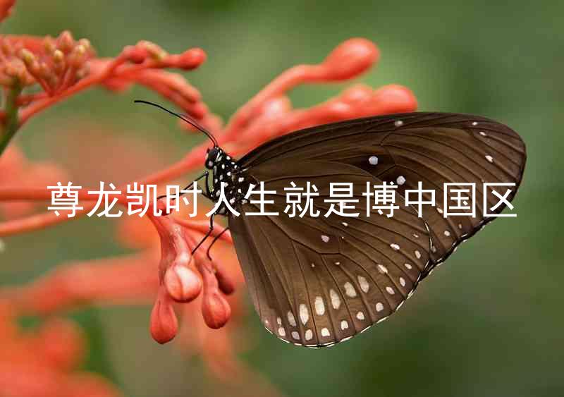 尊龙凯时人生就是博中国区